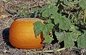 uploads/images/disease/Powdery mildew of pumpkin_result.jpg